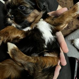 Shih Tzu Puppies from Meihem Pups