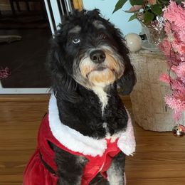 Bernedoodles, French Bulldogs, and Poodles from Lovely Poodles an’ Doodles