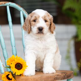 Goldendoodle Puppies from Ellie's Goldendoodles