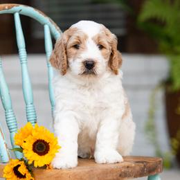 Goldendoodle Puppies from Ellie's Goldendoodles
