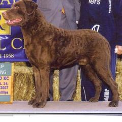 Grit - Chesapeake Bay Retriever