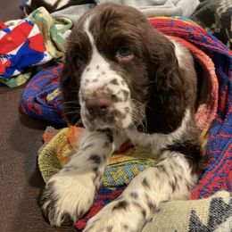 English Springer Spaniels from Sara's English Springer Spaniels