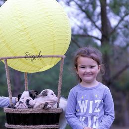 Bulldog and Miniature Australian Shepherd Puppies from RKC English Bulldogs and Mini Aussies
