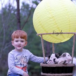 Bulldog and Miniature Australian Shepherd Puppies from RKC English Bulldogs and Mini Aussies