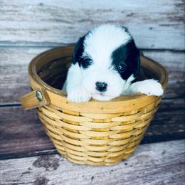 Pebble - Black and white female Mal-Shi puppy in Tampa Bay, Florida from Woodpecker Ridge Pups