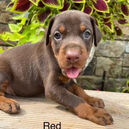 Reese - Red and rust female Doberman Pinscher puppy in Boyd, Texas from Team Feem Breeders