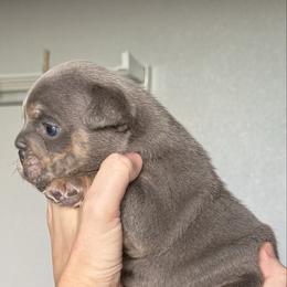 Earl Gray - Blue tri-color male Bulldog puppy in Medical Lake, Washington from Back Forty Boxers and Old English Bulldogs