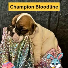 Bowser - Red brindle and white male Bulldog puppy in Tremonton, Utah from Snuggle Pups