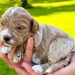 Clove - Apricot female Cavapoo puppy in Newville, Alabama from Southeast cavapoos