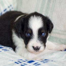 Robin - Black tri male Miniature American Shepherd puppy in Chocowinity, North Carolina from Foxtail Hollow