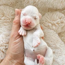 Pumpkin - Parti female Goldendoodle puppy in Gilbert, Arizona from Doodle Bliss