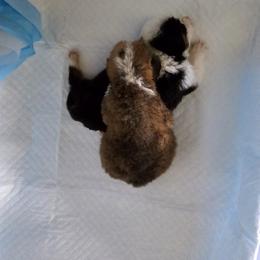 American Corgi Puppies from Whitecreek Corgis of Columbus, IN