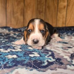 Sleepy - Black white and tan male Basset Hound puppy in Valley, Washington from Enchanted Valley Paws