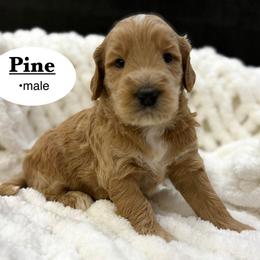 Pine - Apricot male Goldendoodle puppy in Jackson, Mississippi from T.M. Poodles & Doodles