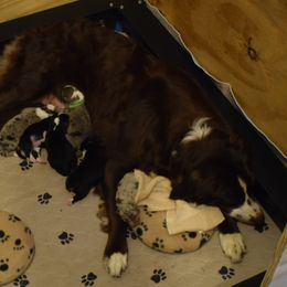 Australian Shepherd Puppies from Faith Built Ranch