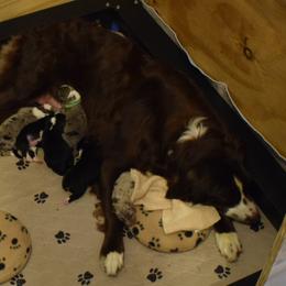 Australian Shepherd Puppies from Faith Built Ranch
