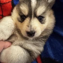Mason - Wolf sable male Pomsky puppy in Bolton, Connecticut from Elle Pomsky