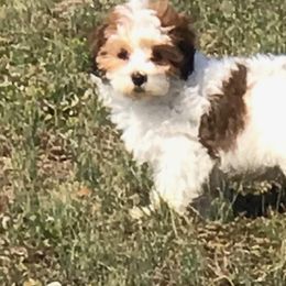 Havanese, Maltipoo, Miniature Schnauzer, Schnoodle, and Shihpoo Puppies from Mashburns Little Munchkins
