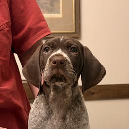Black - Liver and white female German Shorthaired Pointer puppy in Ash Flat, Arkansas from SmokePoint GSPs
