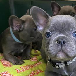 French Bulldogs from Central Kentucky Blue Bell French Bulldogs