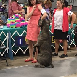 Cane Corso All Grown Up from Garmr Cane Corso