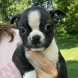 Quest - Brindle and white male Boston Terrier puppy in Fillmore, Illinois from Wind Hill Puppies