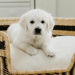 Thea (pink) - Light golden female Golden Retriever puppy in Manti, Utah from Arrowhead Kennels