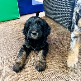 Goldendoodle Puppies from Lundee Doodles
