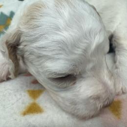 Tito Schipa della Fino - White male Lagotto Romagnolo puppy in Santa Fe, New Mexico from Fino Lagotto