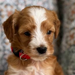 Nugget- red - Red  male Goldendoodle puppy in Beckley, West Virginia from By Design Doodles