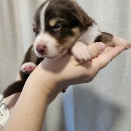 Red Tri Boy - Red tri-color male Australian Shepherd puppy in Hawaii from Hawaii Australian Shepherds