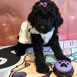 REIGN Noelle Martin - Silver female Poodle puppy in Mobile, Alabama from Semmy’s Standard Poodle LLC