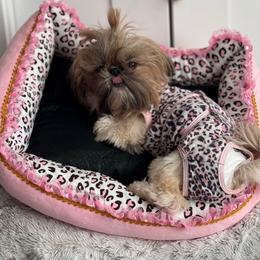 Coco - Shih Tzu