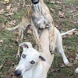 Puppy 4 - White and fawn brindle male Whippet puppy in West Plains, Missouri from Sycamore Ridge Puppies