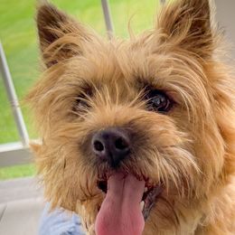 Sonny - Cairn Terrier