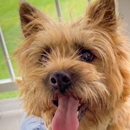 Sonny - Cairn Terrier