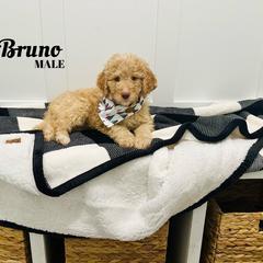 Bruno - Caramel Labradoodle puppy in West Haven, Utah from Lucy’s Labradoodles