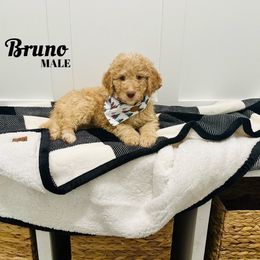 Bruno - Caramel Labradoodle puppy in West Haven, Utah from Lucy’s Labradoodles