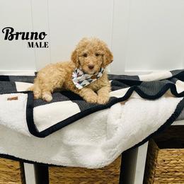 Bruno - Caramel Labradoodle puppy in West Haven, Utah from Lucy’s Labradoodles