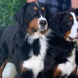 Bernese Mountain Dogs from Michetti’s Mountain Dogs