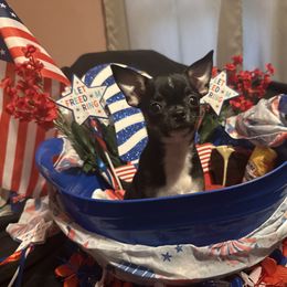 Mikey - Black and tan male Chihuahua puppy in Rocky Mount, Virginia from Teresa Melton