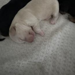 Dachshund Puppies from Mini Dachshund Duo Pups