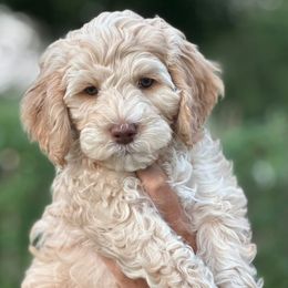 Boy 1 - Gold male Australian Cobberdog puppy in Grand Rapids, Michigan from Joreese Australian Cobberdogs