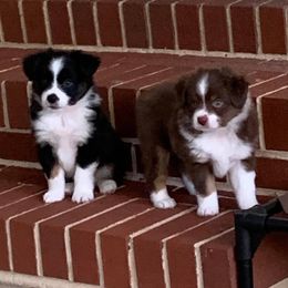Miniature Australian Shepherd and Toy Australian Shepherd Puppies from Dugger Mountain Aussies
