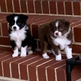 Miniature Australian Shepherd and Toy Australian Shepherd Puppies from Dugger Mountain Aussies