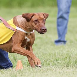 Tawny - Rhodesian Ridgeback