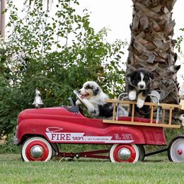 Aussiedoodle and Australian Shepherd Puppies from Double M Aussies