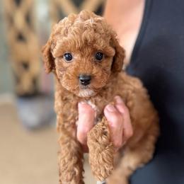 Cove - Red  male Poodle puppy in Wharton, Texas from In the Red Poodles