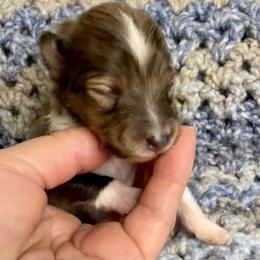 HULK - Sable & white male Toy Shetland Sheepdog puppy in Livonia, Michigan from M7’s Shelties, Toonies & AussieDoodles
