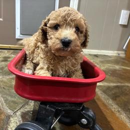Walker F1B - Cream male Aussiedoodle puppy in Oklahoma City, Oklahoma from Foneb Farm - The F1B Farm